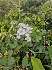 Rubus hochstetterorum