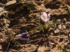 Syringodea longituba violacea