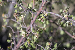 Amelanchier utahensis utahensis