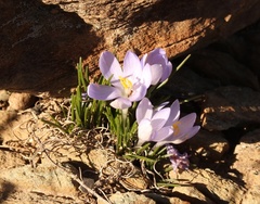 Syringodea longituba violacea