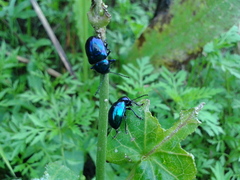 Chrysochus chinensis