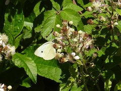 Pieris rapae