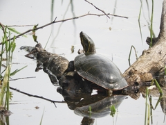 Chrysemys picta bellii