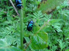 Chrysochus chinensis