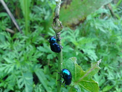 Chrysochus chinensis