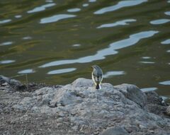 Motacilla cinerea cinerea