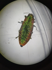 Lamprodila mirifica