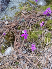 Pinguicula oblongiloba