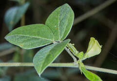 Macrotyloma axillare