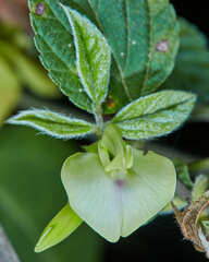 Macrotyloma axillare