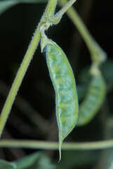 Macrotyloma axillare