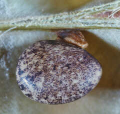 Macrotyloma axillare