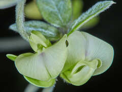 Macrotyloma axillare