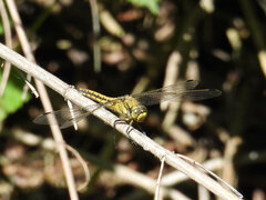 Orthetrum cancellatum