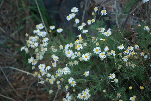Argyranthemum adauctum (Argyranthemum adauctum)