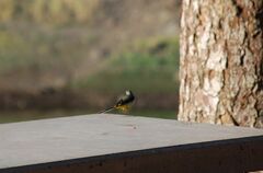 Motacilla cinerea cinerea