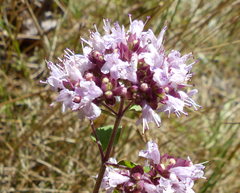 Origanum vulgare