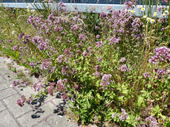 Origanum vulgare