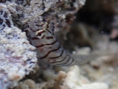 Tigrigobius macrodon