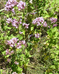 Origanum vulgare
