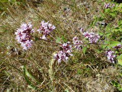 Origanum vulgare