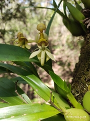 Prosthechea trulla