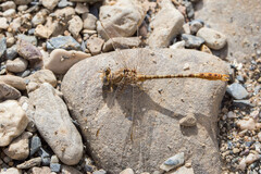 Onychogomphus costae