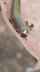 Myriapoda