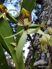 Prosthechea trulla