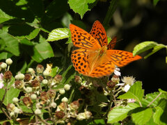 Argynnis paphia