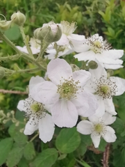 Rubus hochstetterorum