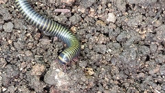 Myriapoda