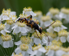 Strangalia attenuata
