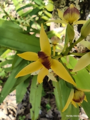 Prosthechea trulla