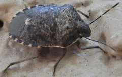 Holcostethus abbreviatus