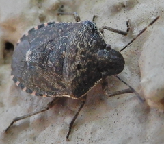 Holcostethus abbreviatus