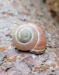 Cepaea nemoralis