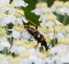 Strangalia attenuata
