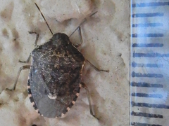 Holcostethus abbreviatus