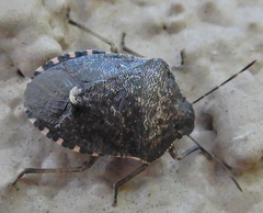 Holcostethus abbreviatus