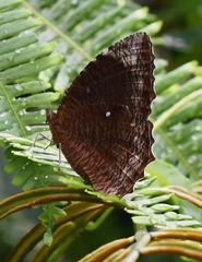 Elymnias hypermnestra beatrice
