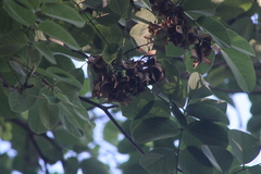 Piscidia carthagenensis