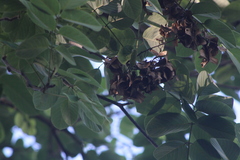 Piscidia carthagenensis