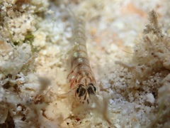 Tigrigobius macrodon