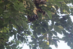 Piscidia carthagenensis