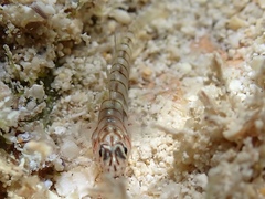 Tigrigobius macrodon