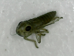 Plesiommata