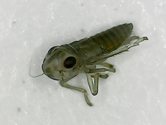 Plesiommata