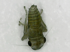 Plesiommata