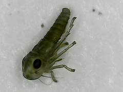 Plesiommata